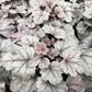 Bilde av Heuchera Silver Gumdrop-Spanne Plantesalg