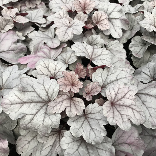 Bilde av Heuchera Silver Gumdrop-Spanne Plantesalg