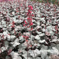 Bilde av Heuchera Silver Gumdrop-Spanne Plantesalg