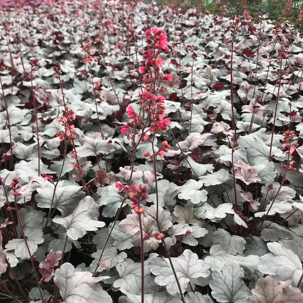 Bilde av Heuchera Silver Gumdrop-Spanne Plantesalg