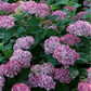 Bilde av Hydrangea arb. 'Invincibelle' ® (Pink Annabelle)-Spanne Plantesalg