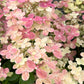 Bilde av Hydrangea pan. Switch Ophelia C3 stamme-Spanne Plantesalg