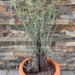 Bilde av Mestoklema tuberosum XL-Spanne Plantesalg