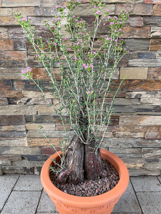 Bilde av Mestoklema tuberosum XL-Spanne Plantesalg