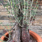 Bilde av Mestoklema tuberosum XL-Spanne Plantesalg