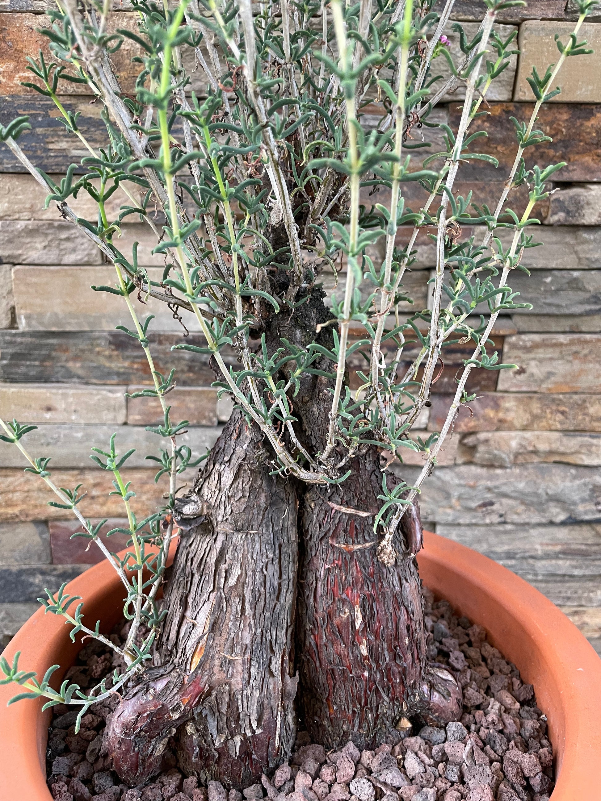 Bilde av Mestoklema tuberosum XL-Spanne Plantesalg