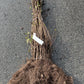 Bilde av Ligustrum ovalifolium barrot, 60-80cm, pr plante-Spanne Plantesalg