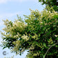Bilde av Ligustrum ovafolium, 40-60cm, pr plante-Spanne Plantesalg