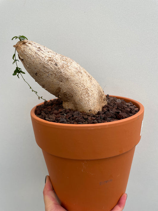 Bilde av Fockea edulis 2-Spanne Plantesalg
