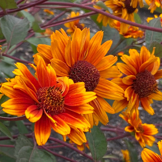 Bilde av Heliopsis hel. 'Midnight Glow'-Spanne Plantesalg