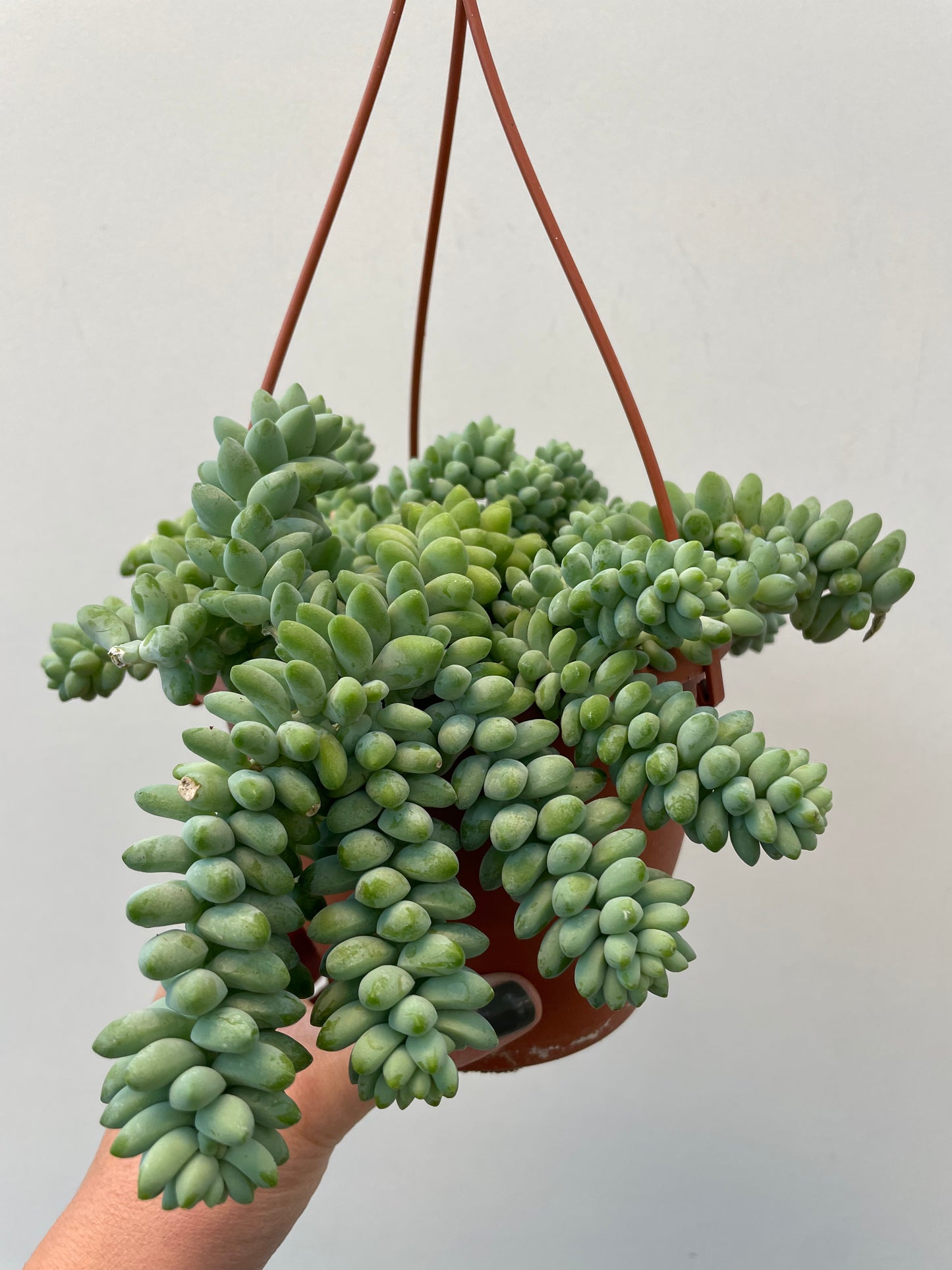 Sedum Burrito