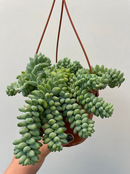 Sedum Burrito