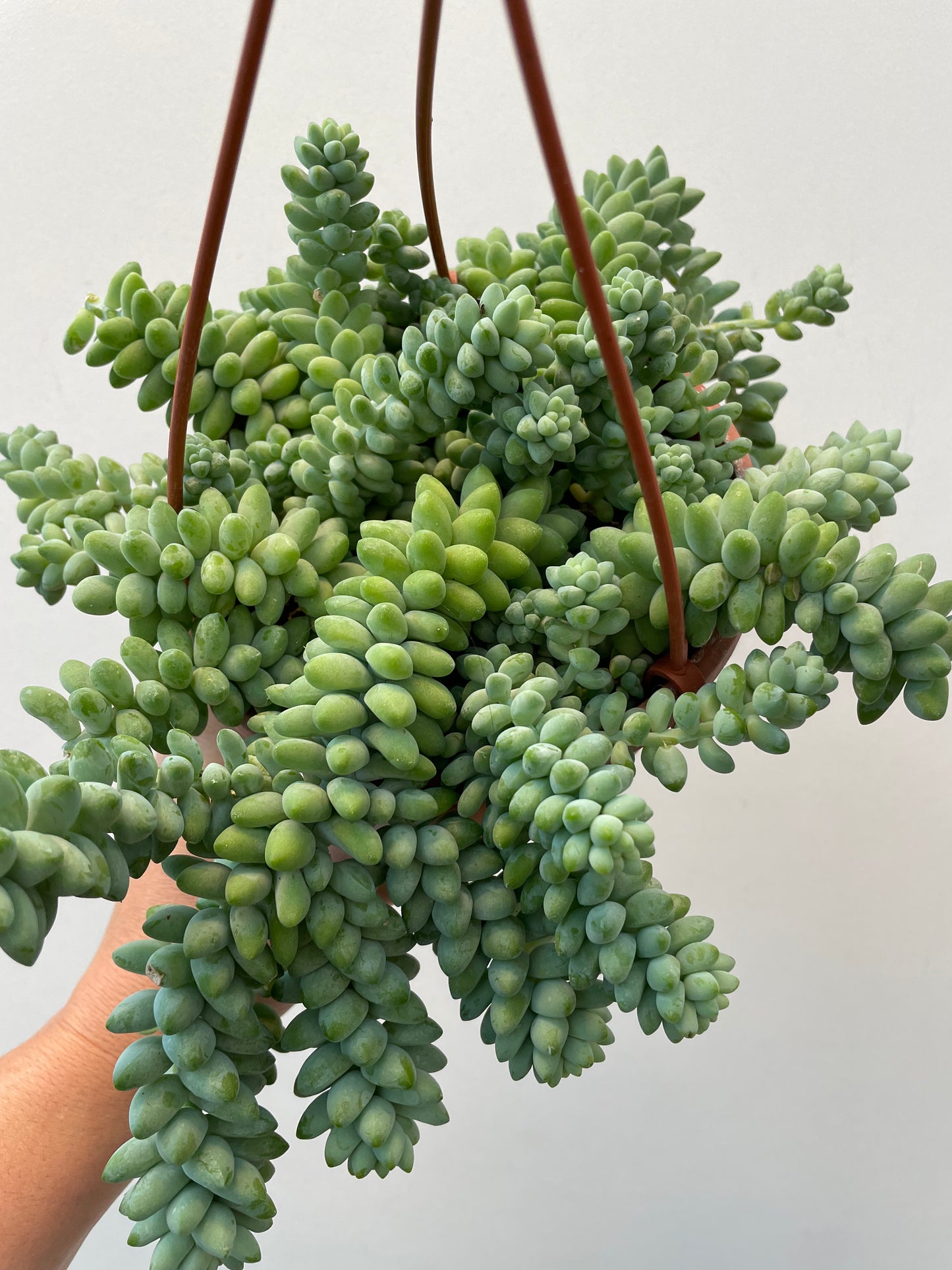 Sedum Burrito