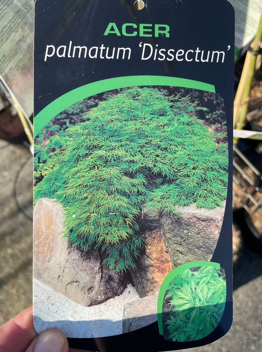 Bilde av Acer palmatum Dissectum