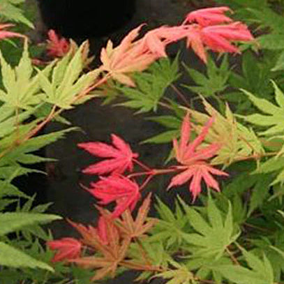 Bilde av Acer palmatum 'Beni Musume'-Spanne Plantesalg