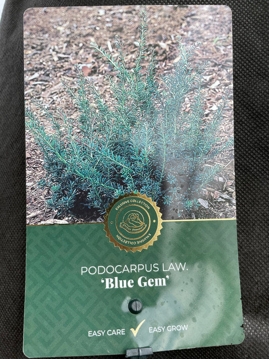 Bilde av Podocarpus lawrencei 'Blue Gem'-Spanne Plantesalg
