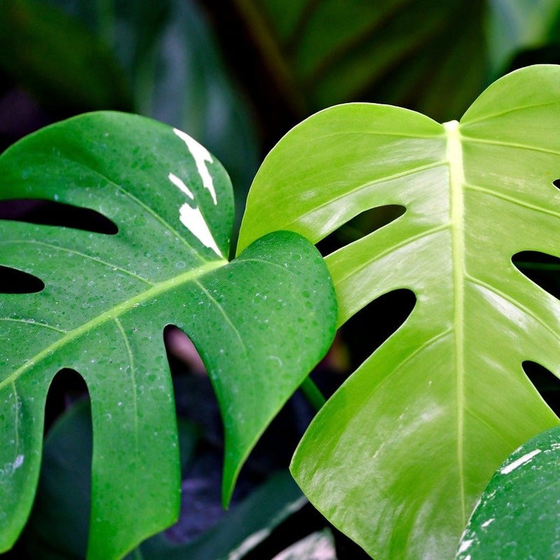 Inneplanter bilde av monstera