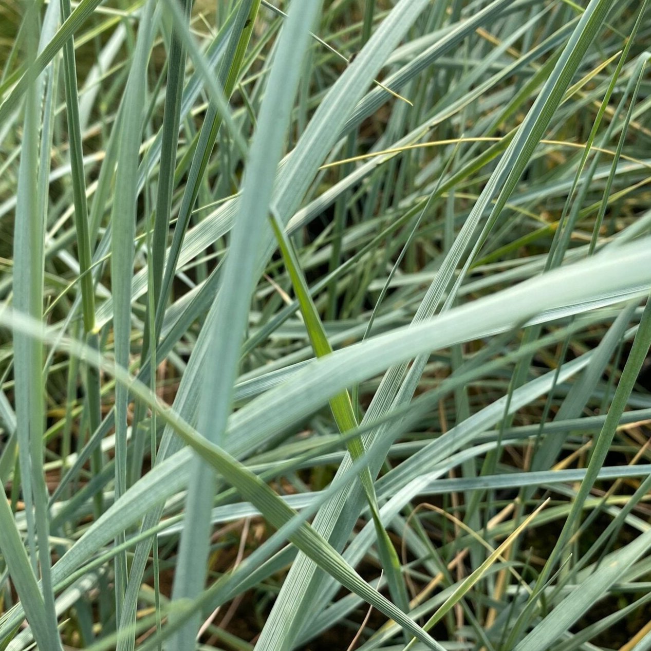 Bilde av Elymus magellanicus-Spanne Plantesalg