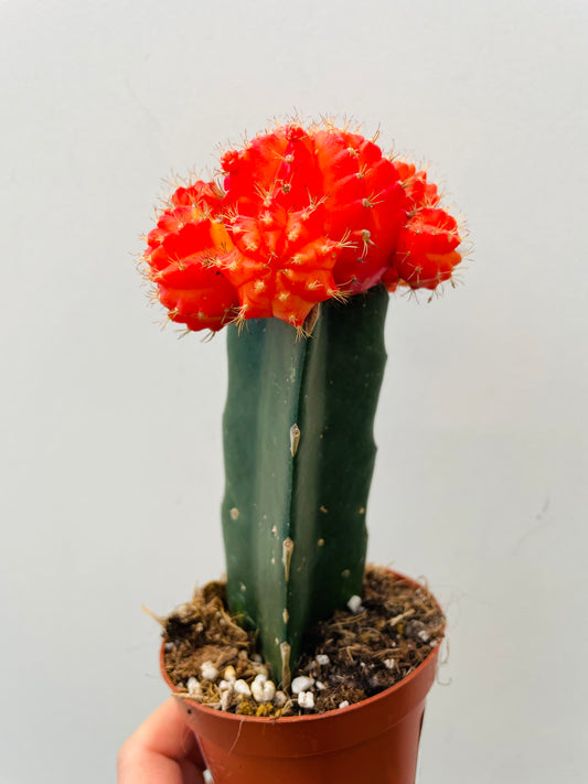 Bilde av Gymnocalycium mihanovichii ‘Brasil’-Spanne Plantesalg