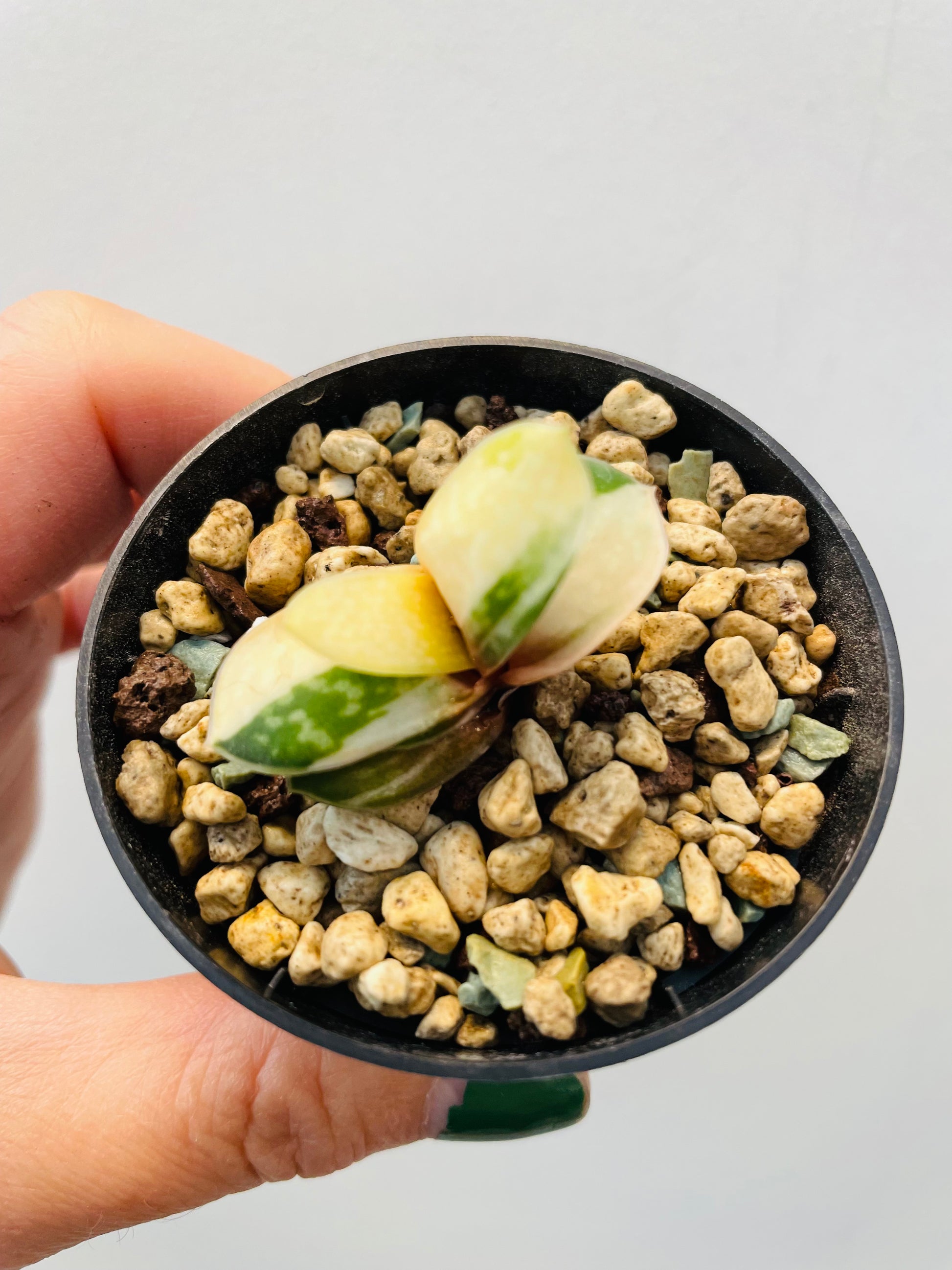 Bilde av Gasteria minima variegata-Spanne Plantesalg
