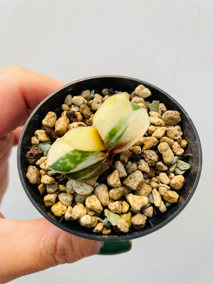 Bilde av Gasteria minima variegata-Spanne Plantesalg