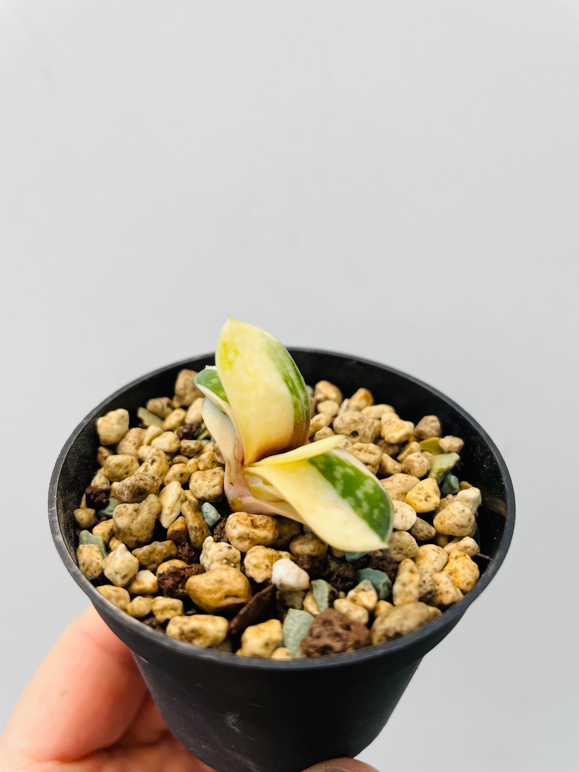 Bilde av Gasteria minima variegata-Spanne Plantesalg