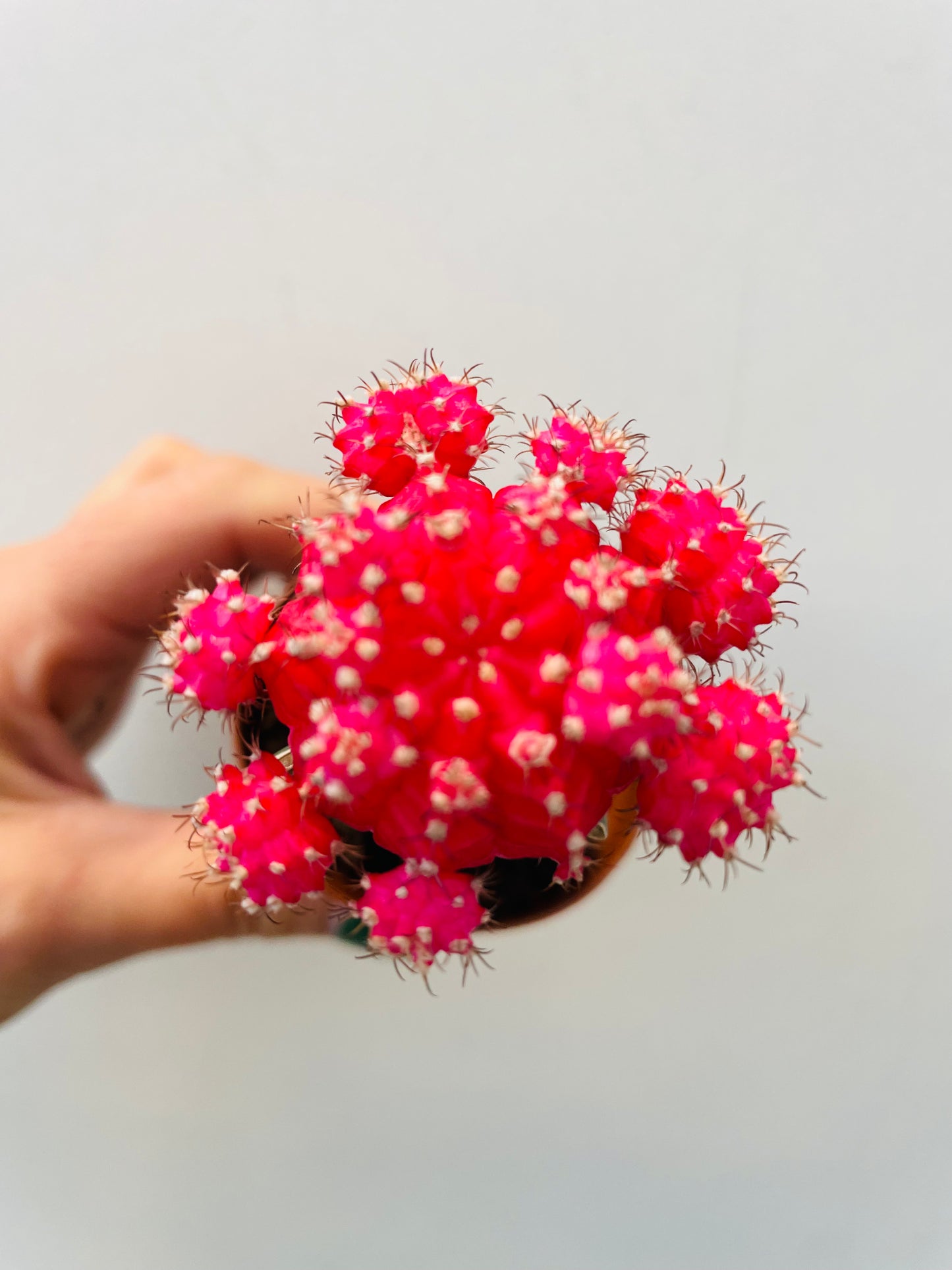 Bilde av Gymnocalycium mihanovichii ‘Japan’-Spanne Plantesalg