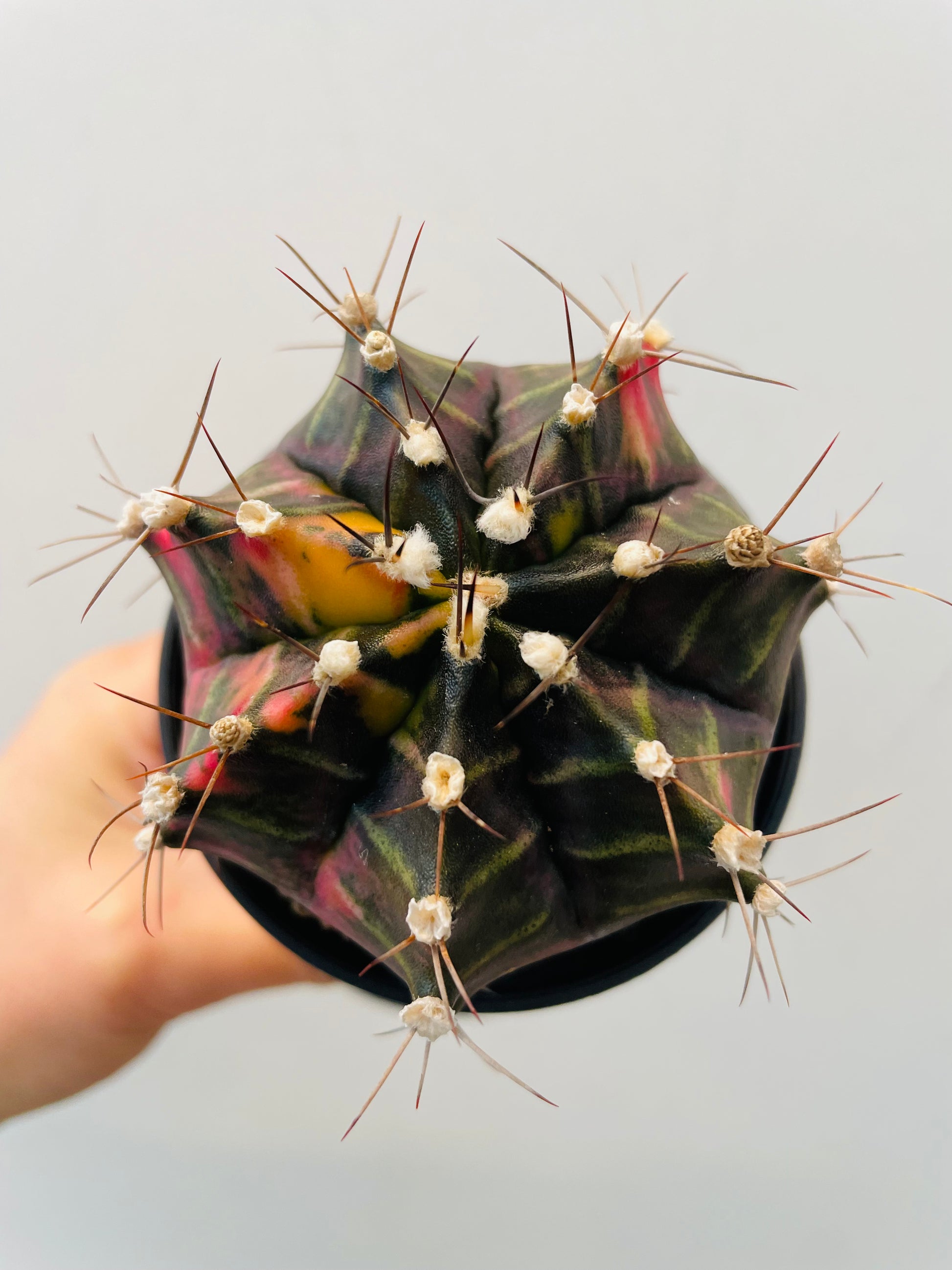 Bilde av Gymnocalycium mihanovichii variegata-Spanne Plantesalg