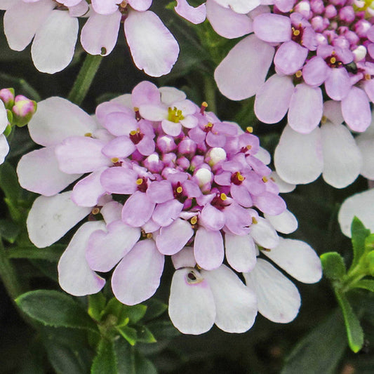 Bilde av Iberis semp. 'Pink Ice'-Spanne Plantesalg