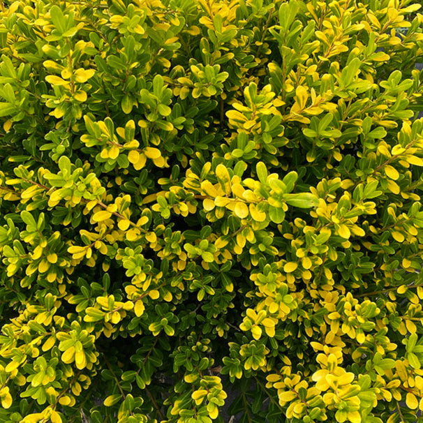 Bilde av Ilex crenata 'Golden Gem'-Spanne Plantesalg