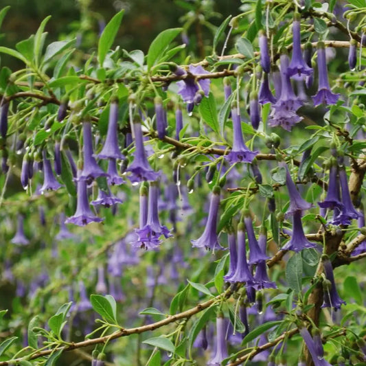 Bilde av Iochroma australis-Spanne Plantesalg