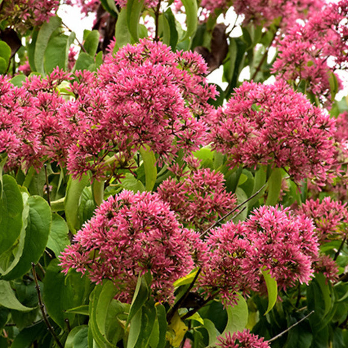 Bilde av Heptacodium miconioides Temple of Bloom-Spanne Plantesalg