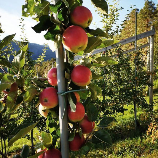 Bilde av Eple Julka-Spanne Plantesalg