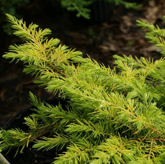 Bilde av Juniperus conferta 'All Gold'-Spanne Plantesalg