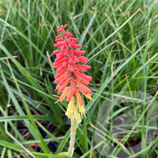 Bilde av Kniphofia Uvaria Royal Castle-Spanne Plantesalg