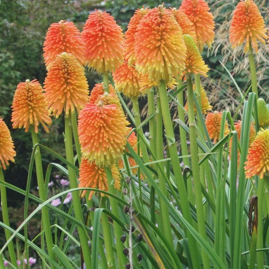 Bilde av Kniphofia rooperi-Spanne Plantesalg