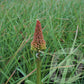 Bilde av Kniphofia Uvaria Royal Castle-Spanne Plantesalg