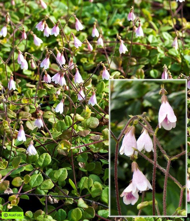 Bilde av LINNAEA BOREALIS-Spanne Plantesalg