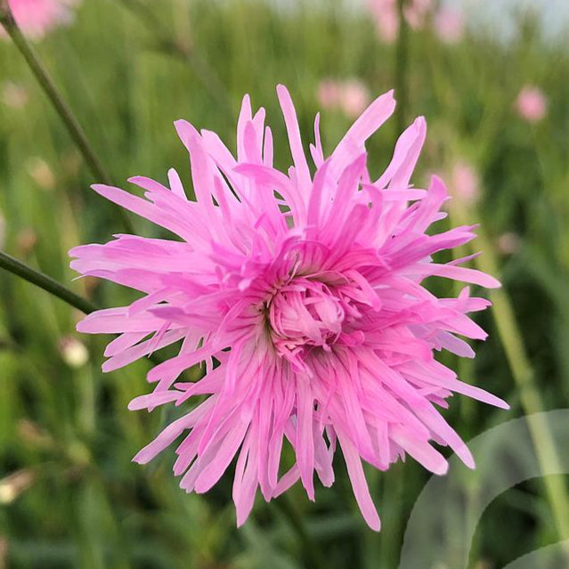 Bilde av Lychnis Jenny-Spanne Plantesalg