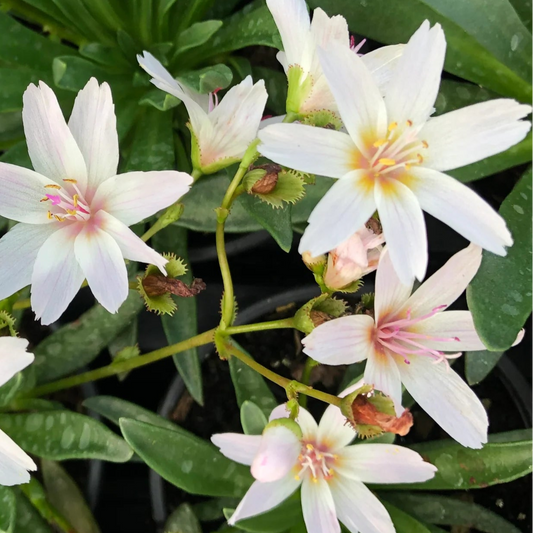 Bilde av Lewisia 'Little Snowberry'-Spanne Plantesalg