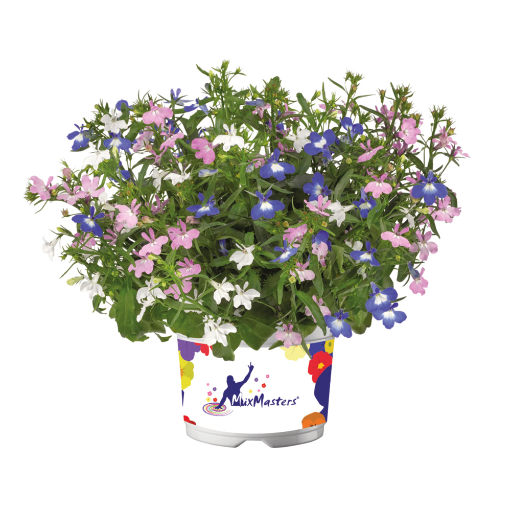 Bilde av Lobelia erinus Bonaire MM Pink Beach , 1 stk For 59,90-Spanne Plantesalg