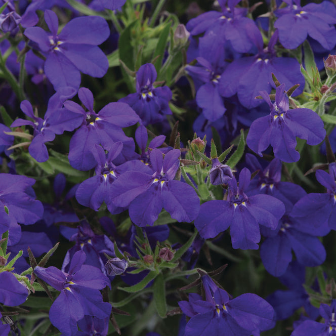 Bilde av Lobelia erinus Sweet Springs Dark Blue , 2 For 79,90-Spanne Plantesalg