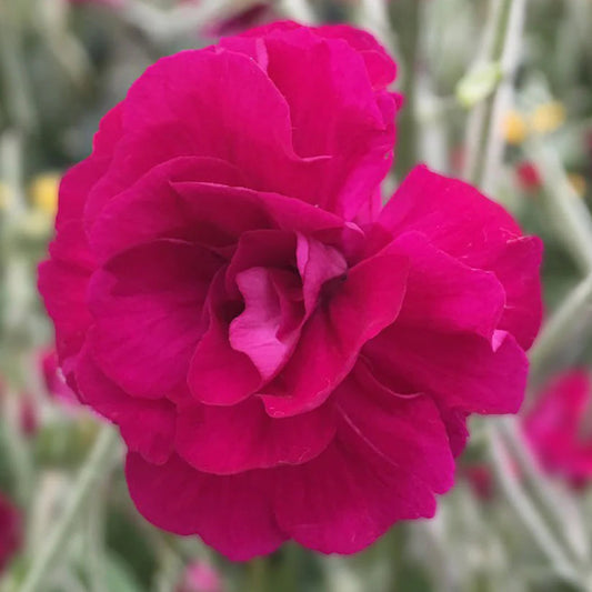 Bilde av Lychnis coronaria Gardeners World-Spanne Plantesalg