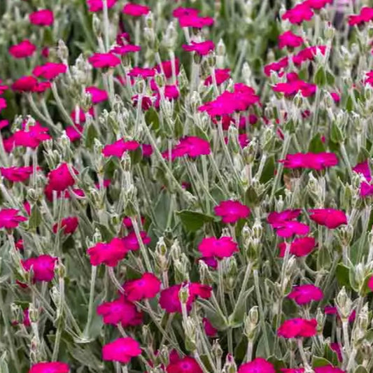 Bilde av Lychnis coronaria 'Atrosanguinea'-Spanne Plantesalg