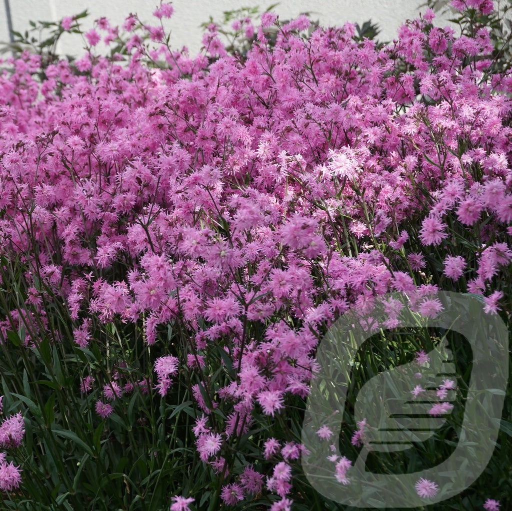 Bilde av Lychnis Jenny-Spanne Plantesalg