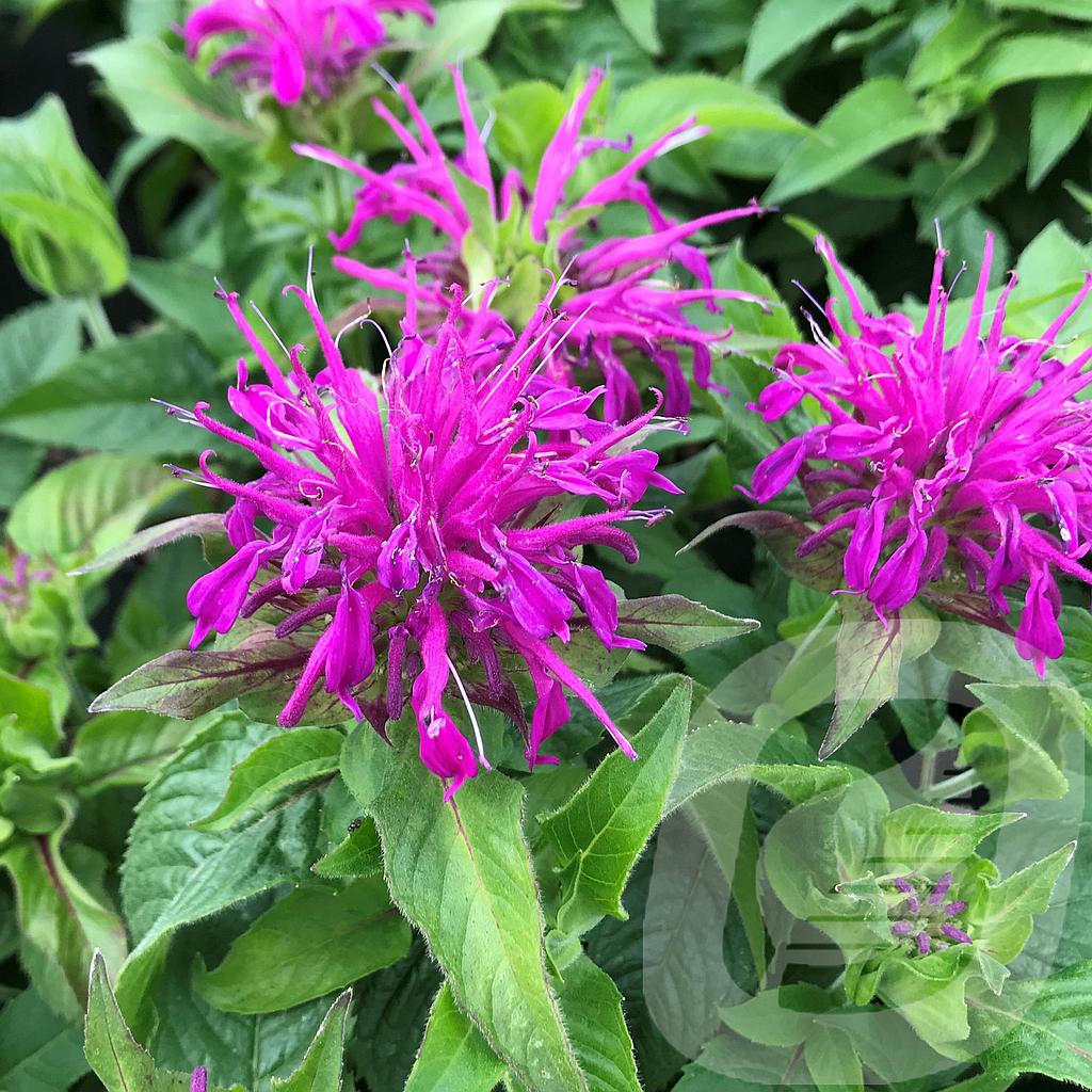 Monarda Didyma Balmy Lilac