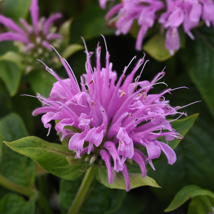 Bilde av Monarda Didyma Beemine Lavender-Spanne Plantesalg