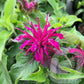 Monarda Didyma Balmy Purple