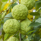 Bilde av Maclura pomifera-Spanne Plantesalg