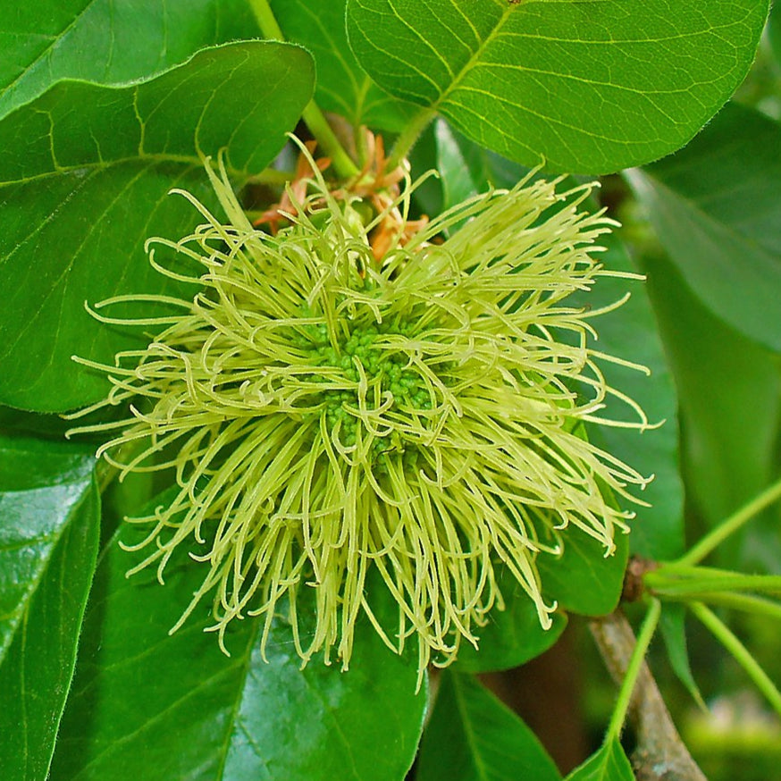 Bilde av Maclura pomifera-Spanne Plantesalg